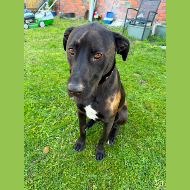 Photo of Whisky