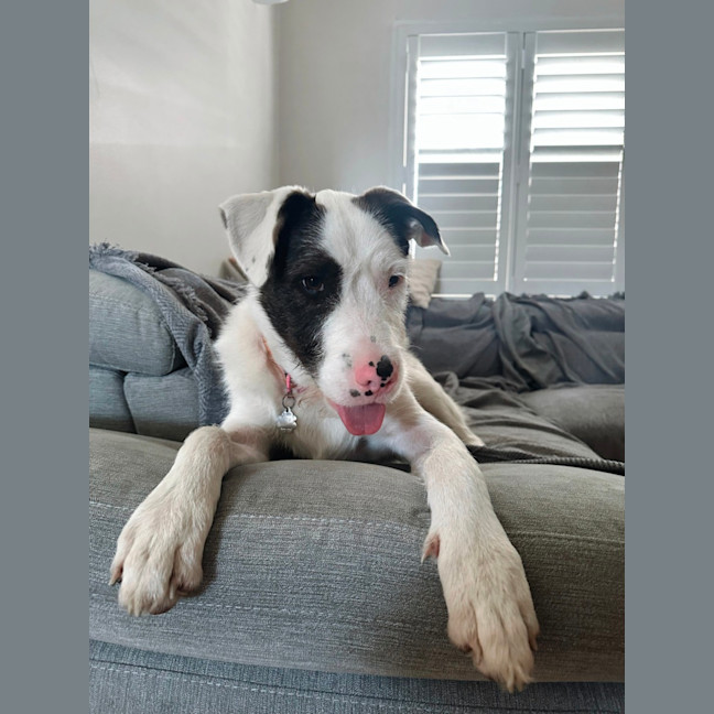 Photo of Zoey   1 Year Old Wolfhound X