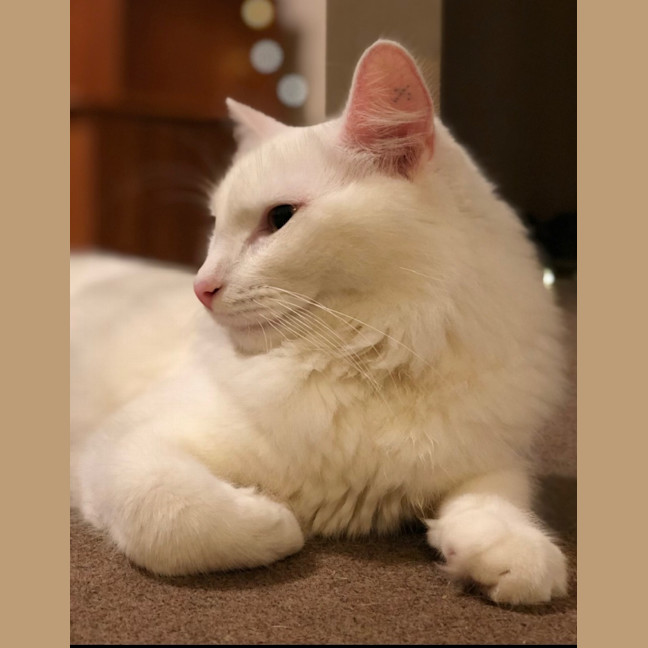 Photo of Azrael ( Azi )