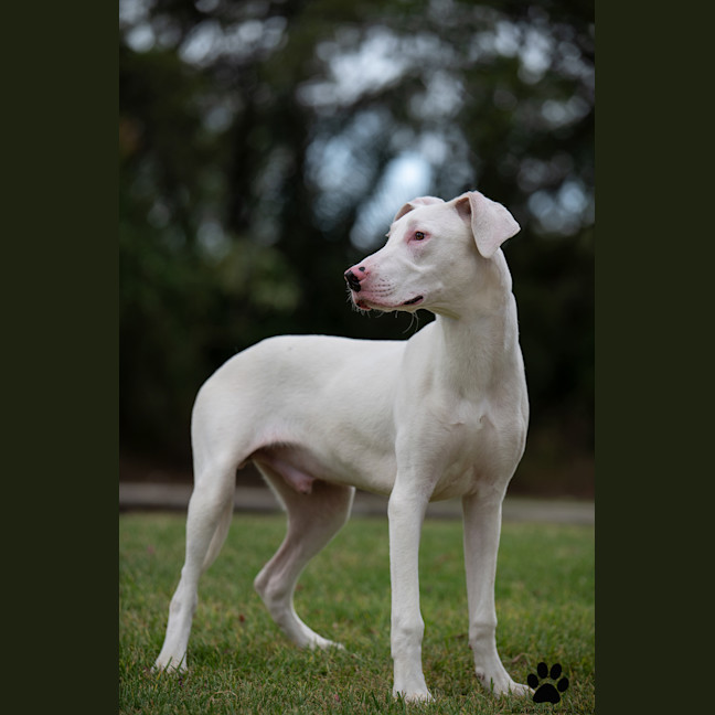 Photo of Ghost