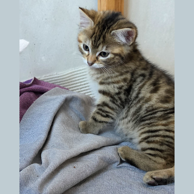 Photo of Pickle 