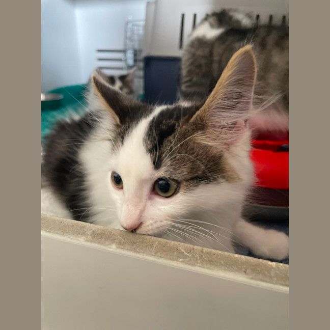 Photo of Spots * Pet Stock Engadine*