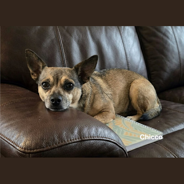 Photo of Chicco