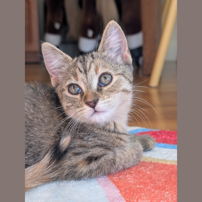 Photo of Rookie