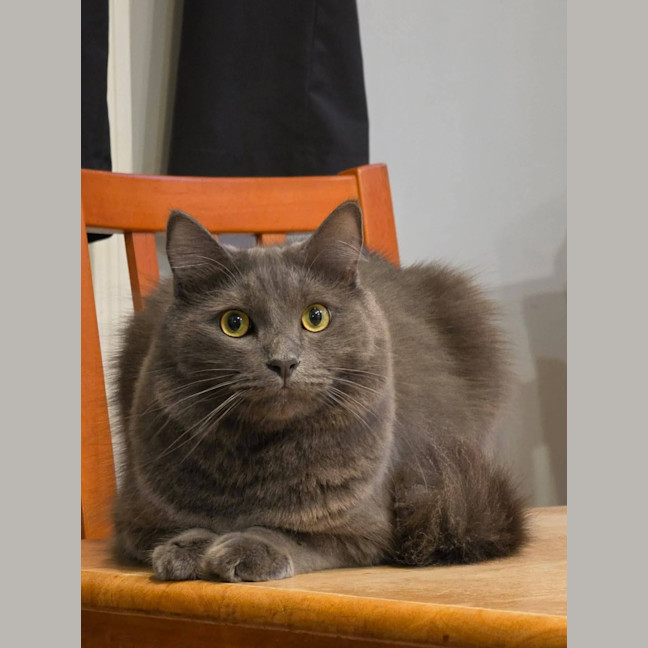Photo of Maitland 