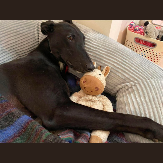 Photo of Mason, The Greyhound 