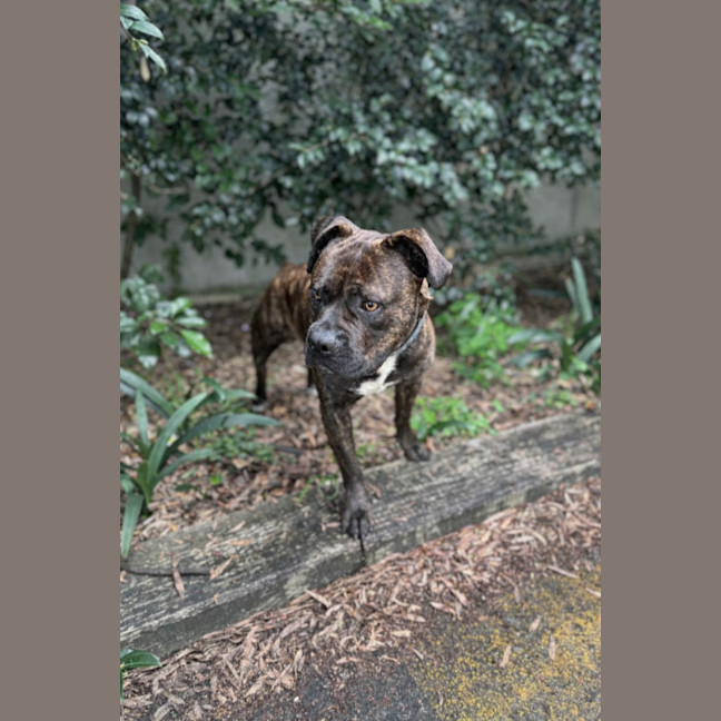 Photo of Scar