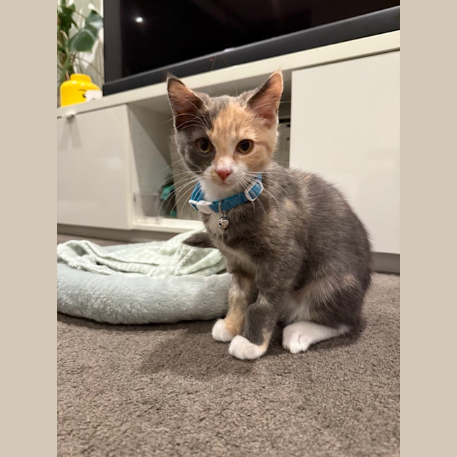 Photo of Mouse
