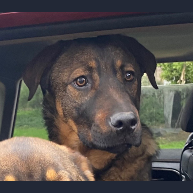 Photo of Brisby (Rizzo)