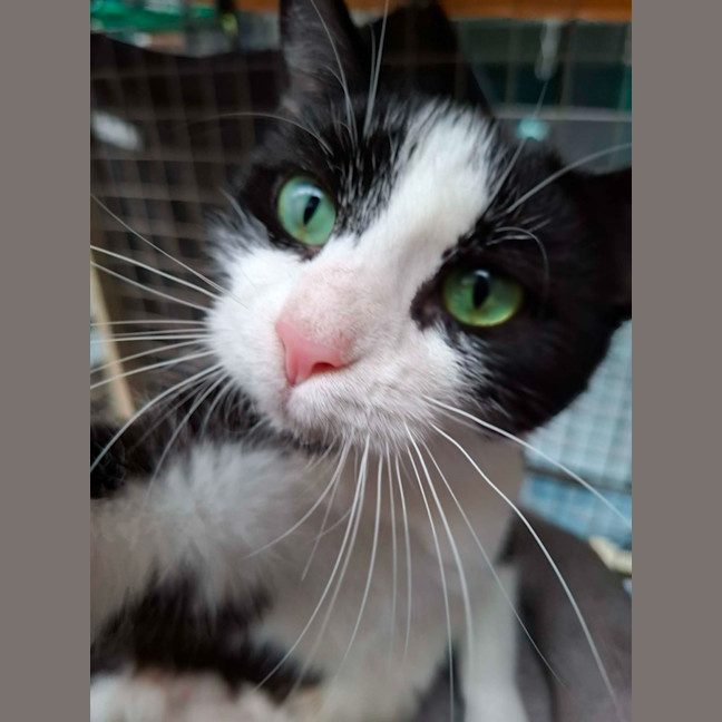 Photo of Elin ** 2nd Chance Cat Rescue *
