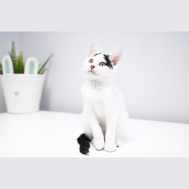 Photo of Cupid