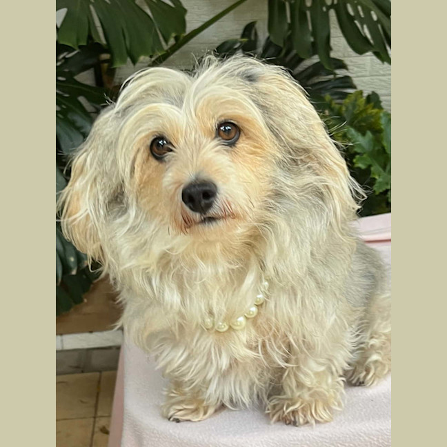 Photo of Indie 