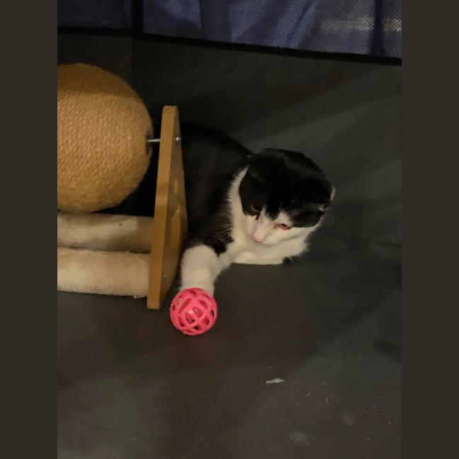 Photo of Tobby 