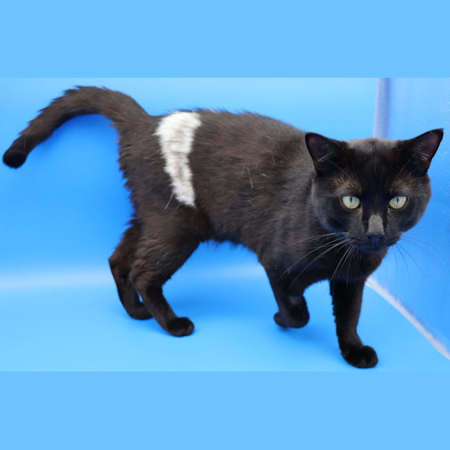 Photo of Patch   Available Pet Quarters Tuggerah