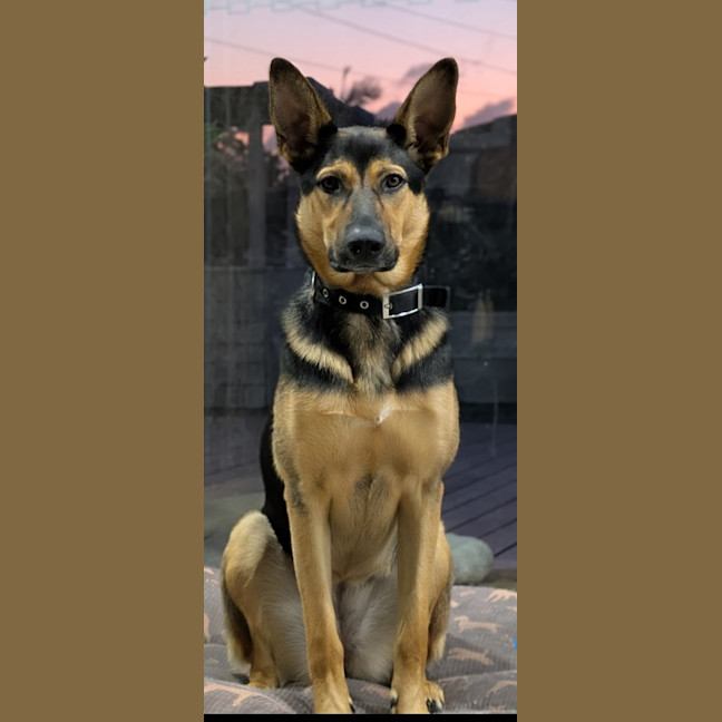 Photo of Hannah   2 Year Old German Shepherd X