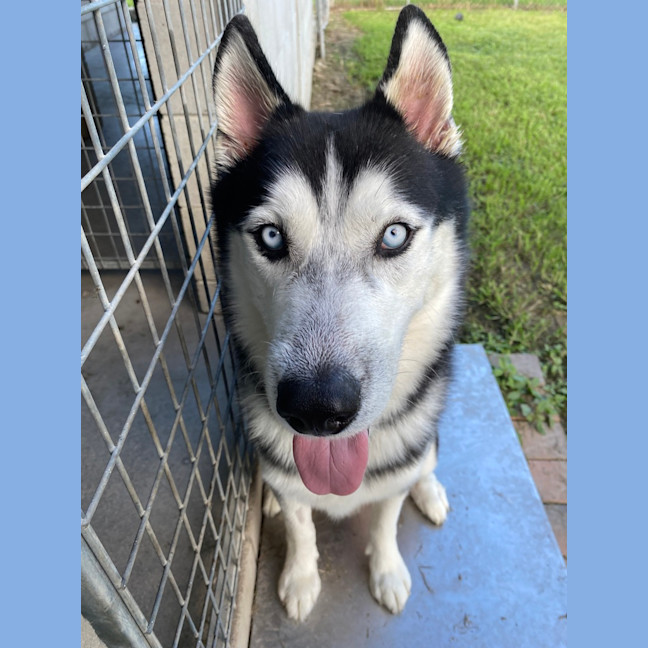 Photo of Nanook