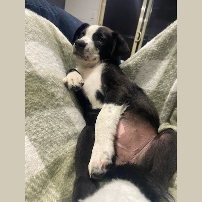 Photo of Olive 