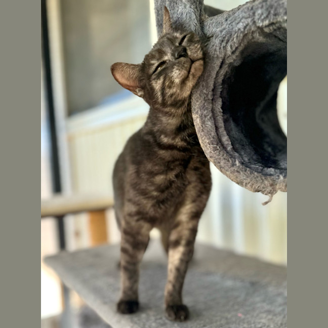 Photo of Birdie 