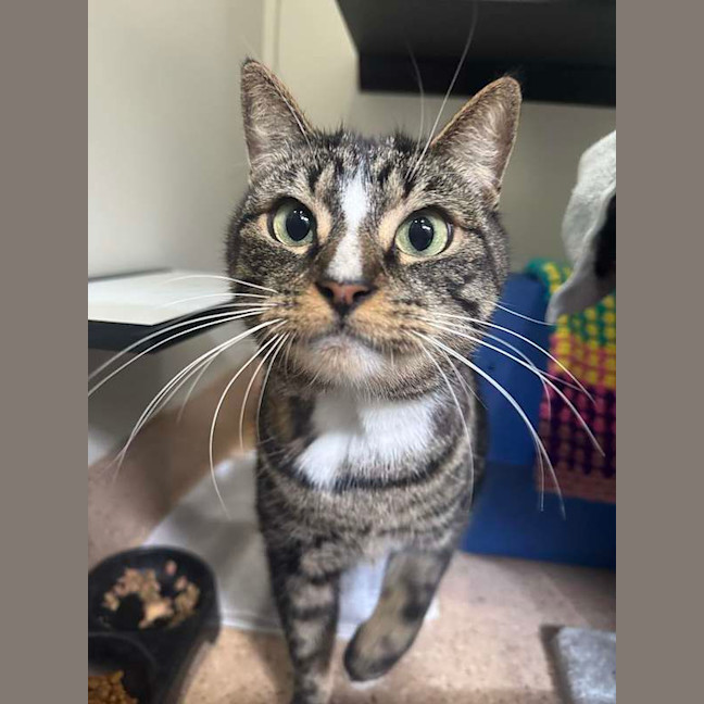 Photo of Thor