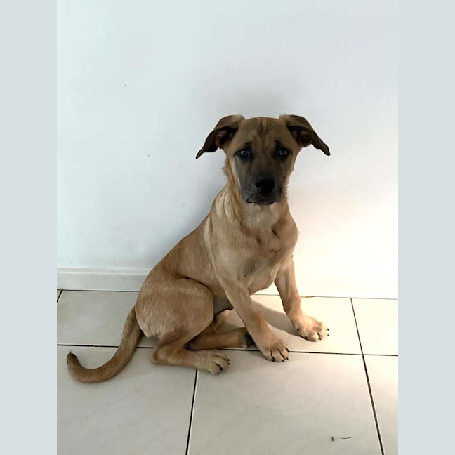 Photo of Tango