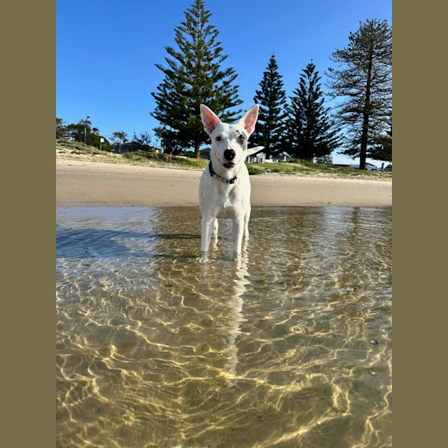 Photo of Luna Lou   1 Year Old Staffy X