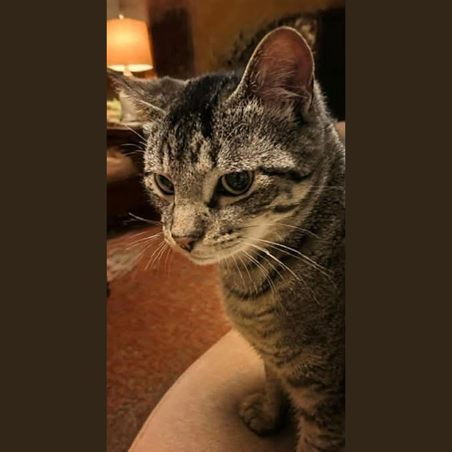 Photo of Chopper