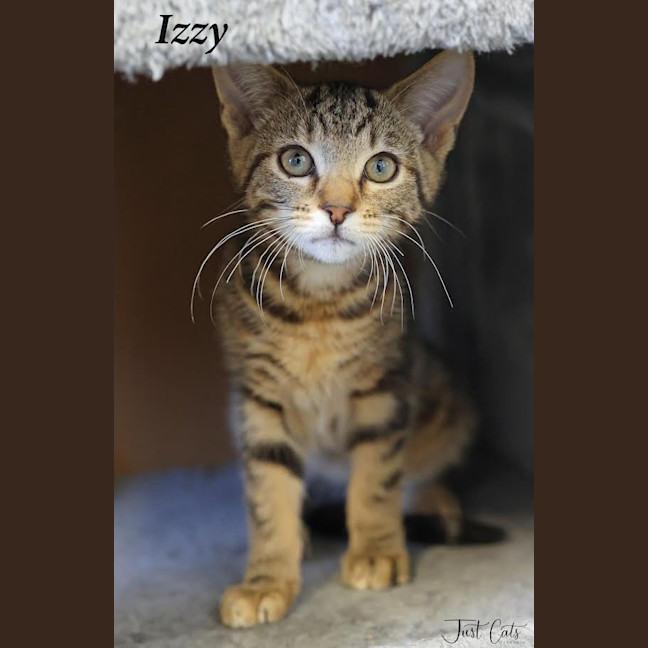 Photo of Izzy   Petstock Invermay