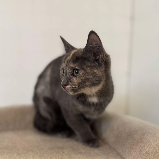 Photo of Misty   Located In Bellfield