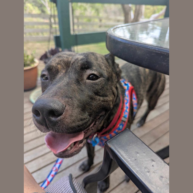Photo of Tiki