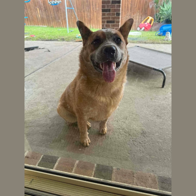 Photo of Ginger   1.5 Year Old Cattle Dog