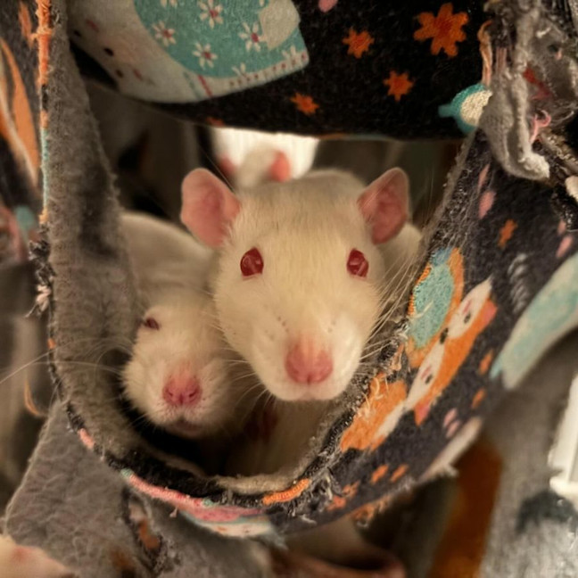 Photo of Charlie, Harper, Molly & Princess