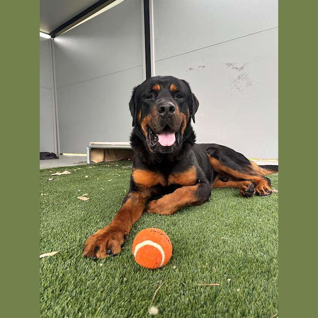 Photo of Shadow
