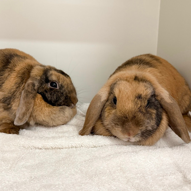 Photo of Patty & Selma