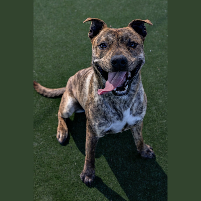 Photo of Rex Imp 1342