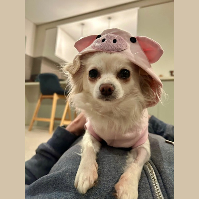 Photo of Missy   4 Year Old Chihuahua
