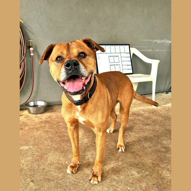 Photo of Tyson