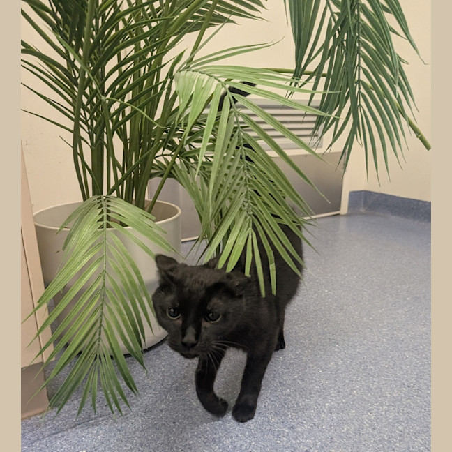 Photo of Mayor Goodway