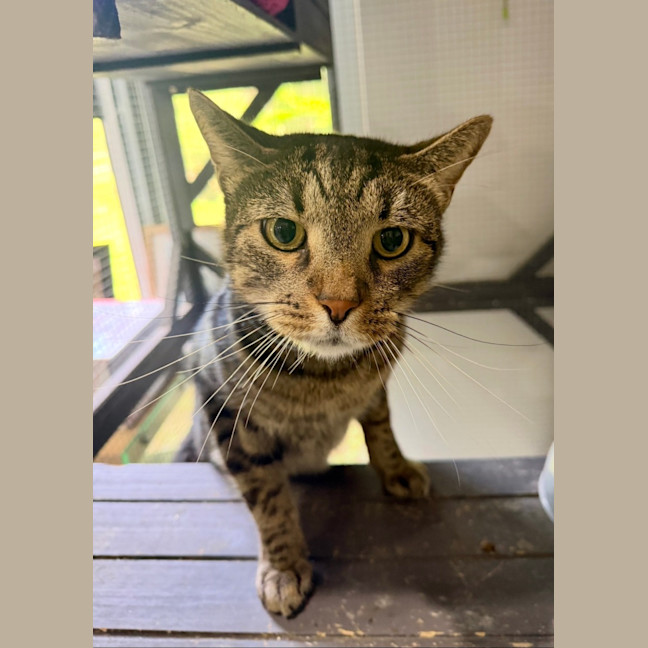 Photo of Dazzle