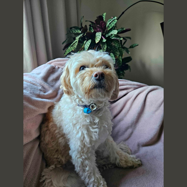 Photo of Asher