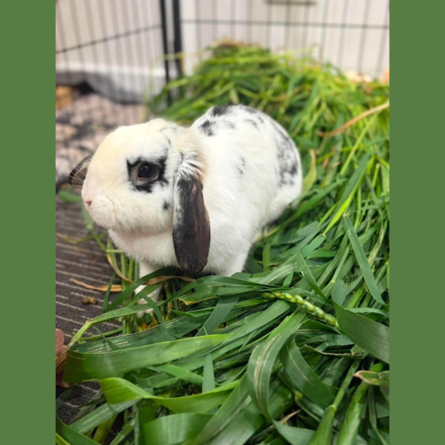 Photo of Mochi