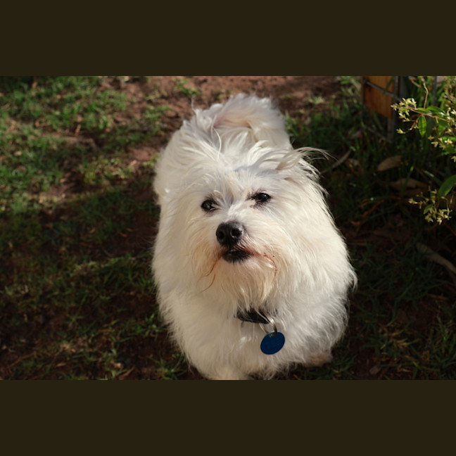 Photo of Walnut