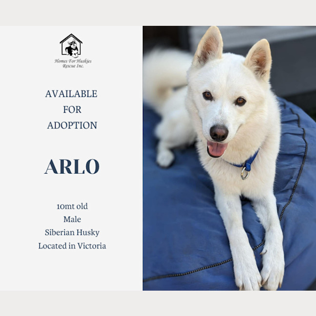 Photo of Arlo