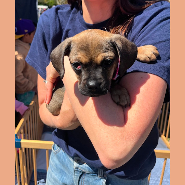 Photo of Daisy   11 Week Old Pug X Dachshund