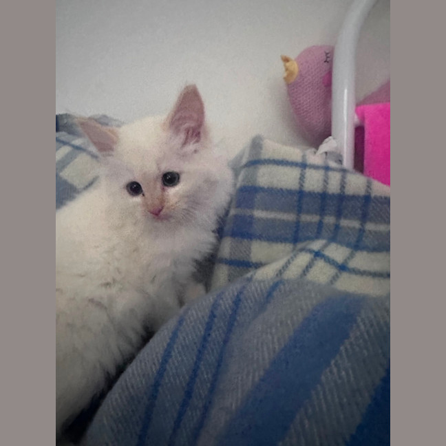 Photo of Merlot