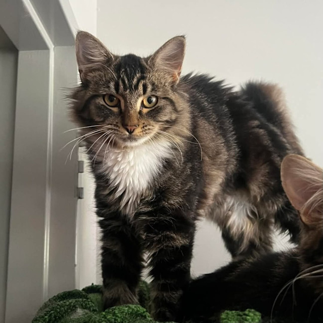 Photo of Little Chef