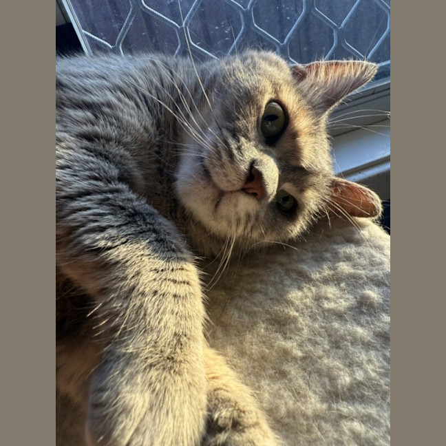 Photo of Pixie
