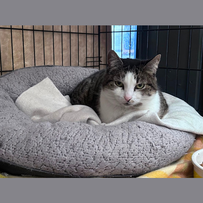 Photo of Soxie