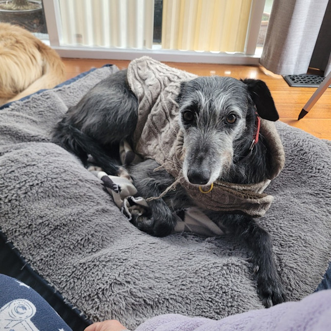 Photo of Georgie