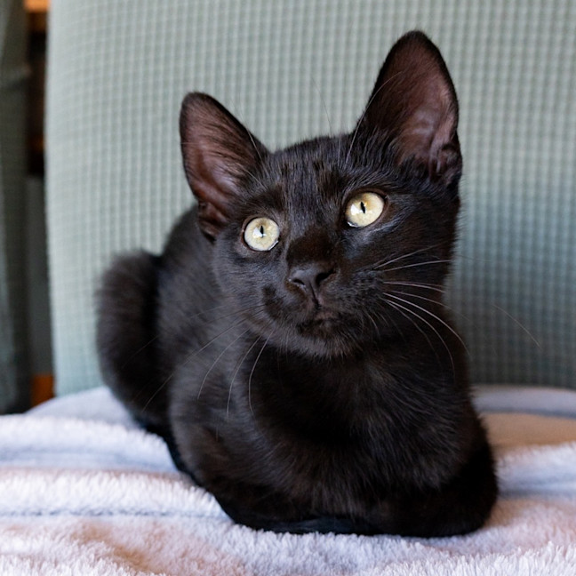 Photo of Cuddle Monkey