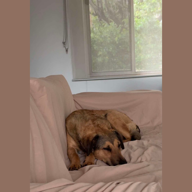 Photo of Lucky